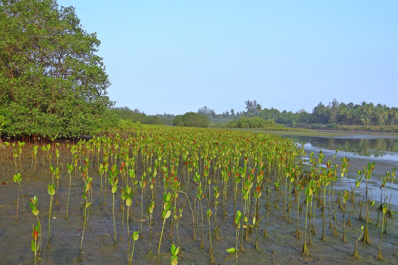 Mangrove Forest