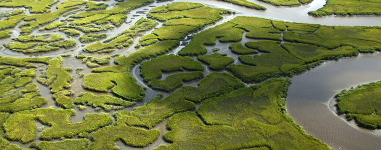 Tidal Salt Marsh